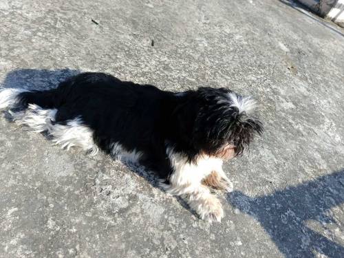 shihtzu 1 male 2 females 