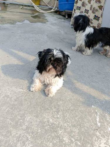 shihtzu 1 male 2 females 