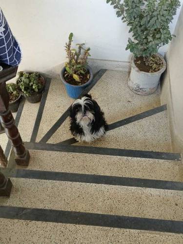 shihtzu 1 male 2 females 