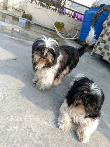 shihtzu 1 male 2 females 