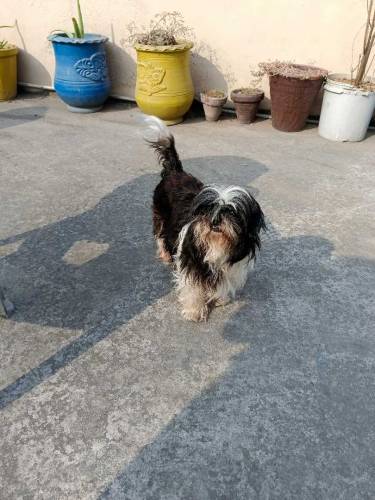 shihtzu 1 male 2 females 