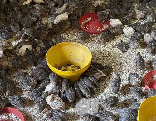 Quail Batair Meat