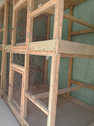 birds cages 