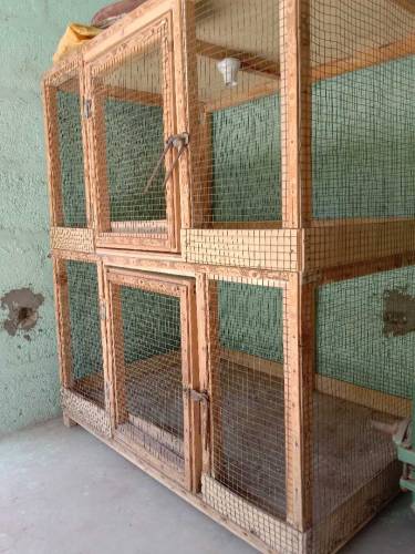 birds cages 