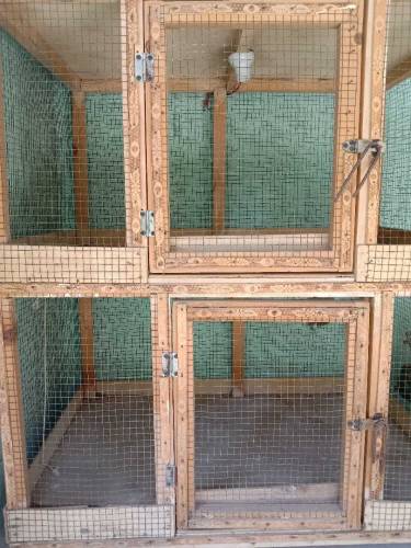 birds cages 