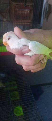 Love birds for sale