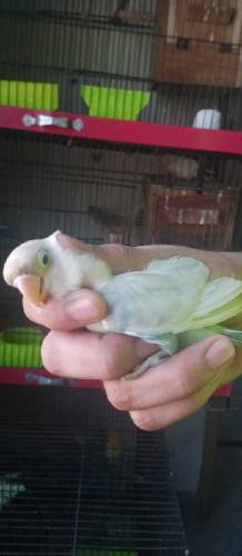 Love birds for sale