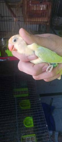 Love birds for sale