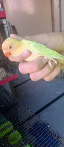 Love birds for sale