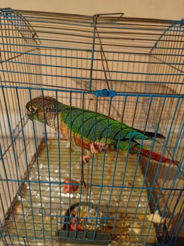 beautiful Green cheek Conure Parrot