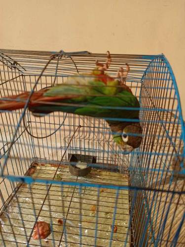 beautiful Green cheek Conure Parrot
