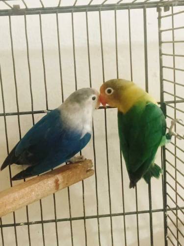 Parblue split ino male x blue fishery split ino female