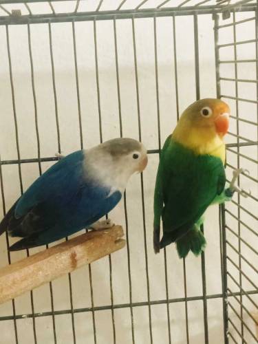 Parblue split ino male x blue fishery split ino female