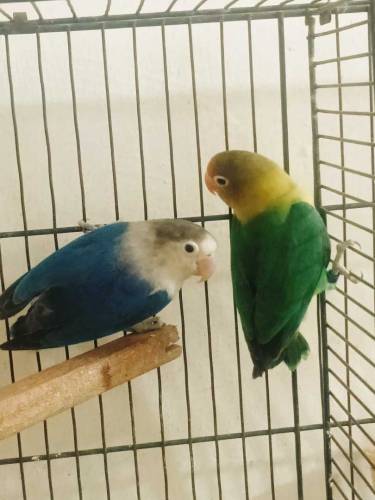 Parblue split ino male x blue fishery split ino female