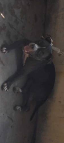 American Bully female