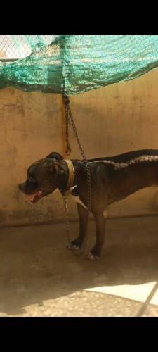 American Bully female