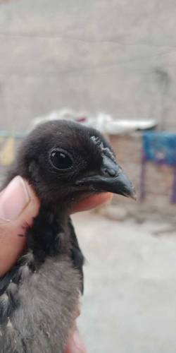 Ayam cemani chiks