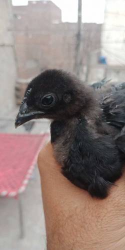 Ayam cemani chiks