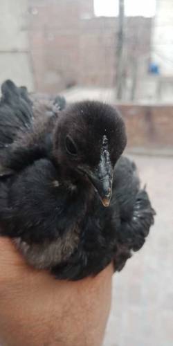 Ayam cemani chiks