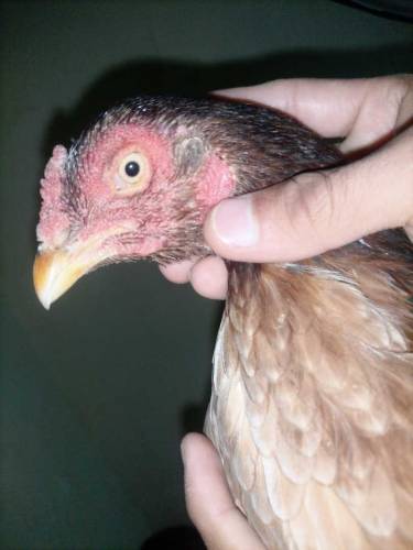 Aseel madi for sale 