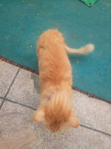 Double coated female catt