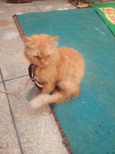 Double coated female catt
