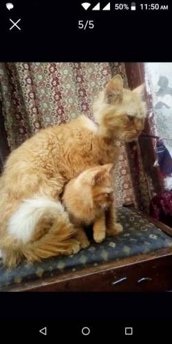 Double coated female catt