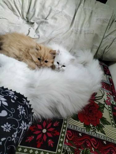 Persian kitten 