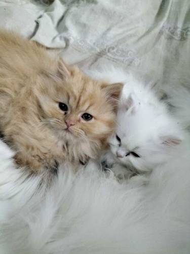 Persian kitten 