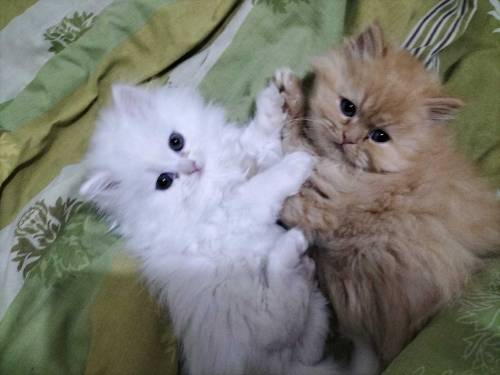 Persian kitten 