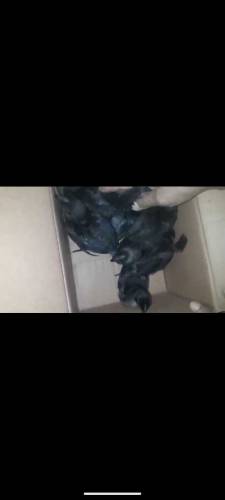 Ayam Camani pairs.