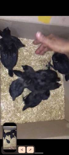 Ayam Camani pairs.
