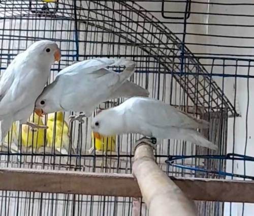 Albino Black Eyes pathey