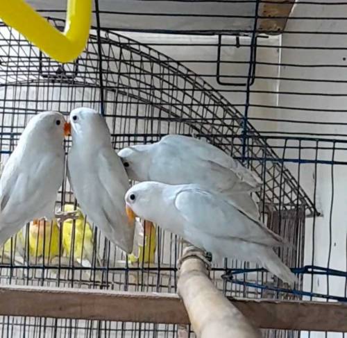 Albino Black Eyes pathey