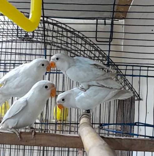 Albino Black Eyes pathey
