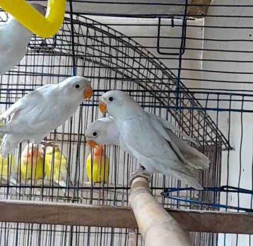 Albino Black Eyes pathey