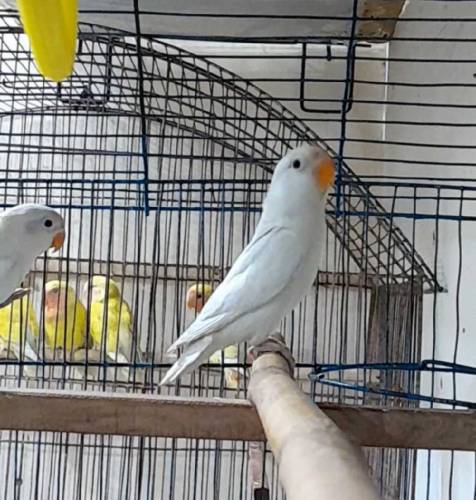 Albino Black Eyes pathey