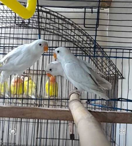Albino Black Eyes pathey
