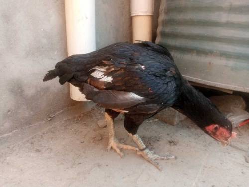 Aseel murgi pur pakistani old breed