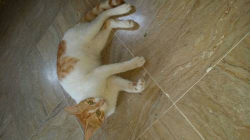 cat male ,lussi cat ,paltu cat 
