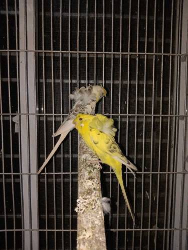 Hogoromo breeder males looking for new shelter 