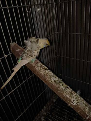 Hogoromo breeder males looking for new shelter 