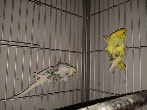 Hogoromo breeder males looking for new shelter 