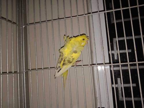 Hogoromo breeder males looking for new shelter 