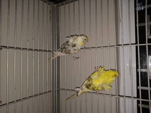 Hogoromo breeder males looking for new shelter 