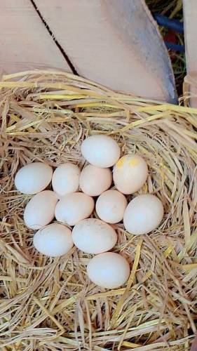 All Aseel Hens Mail _&_Femail Number Call & Whatsapp 0315312166