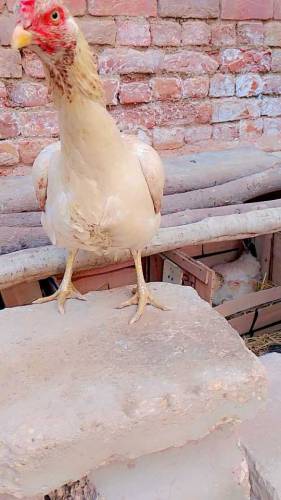 All Aseel Hens Mail _&_Femail Number Call & Whatsapp 0315312166
