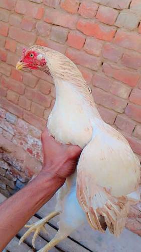 All Aseel Hens Mail _&_Femail Number Call & Whatsapp 0315312166