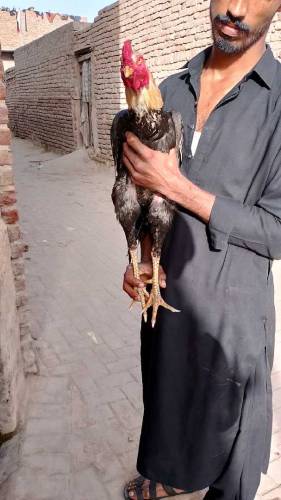 All Aseel Hens Mail _&_Femail Number Call & Whatsapp 0315312166