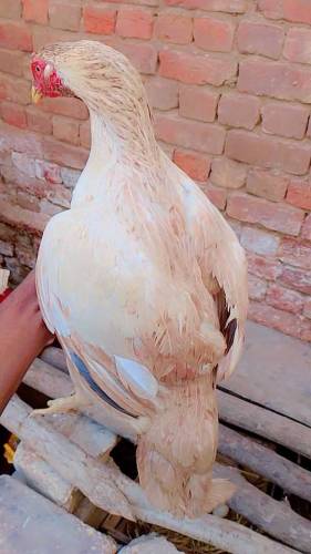 All Aseel Hens Mail _&_Femail Number Call & Whatsapp 0315312166
